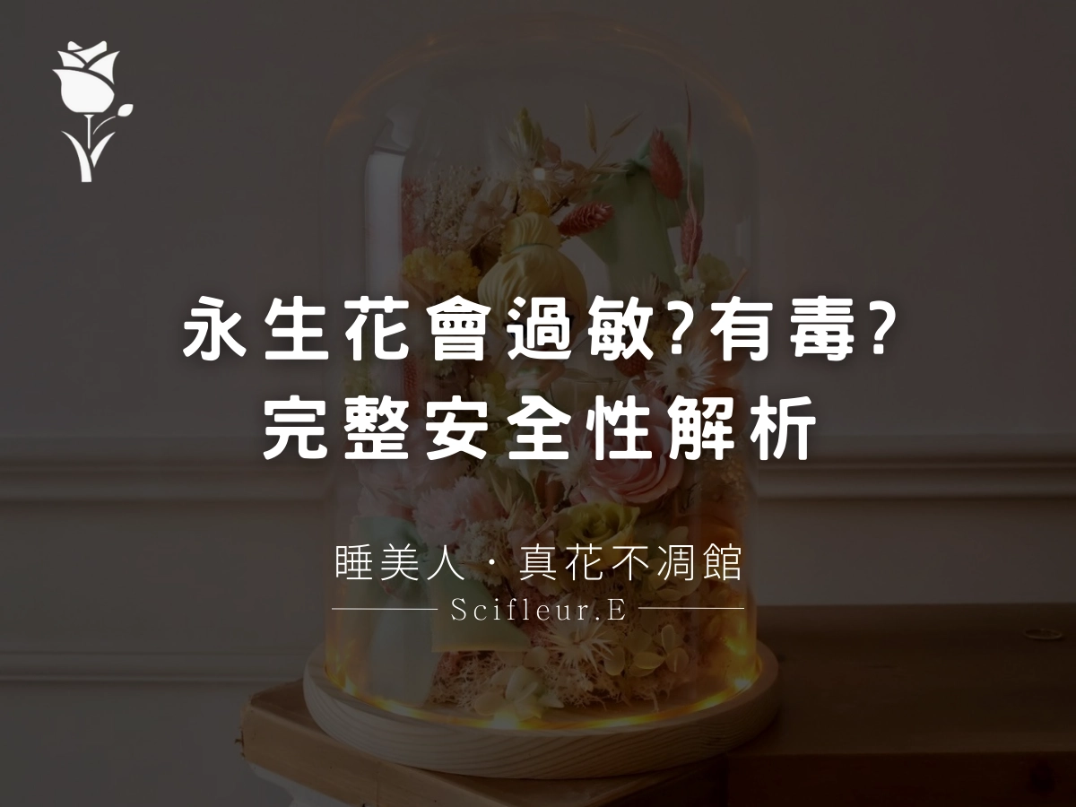 永生花會過敏嗎？適合放家裡嗎？完整安全性解析