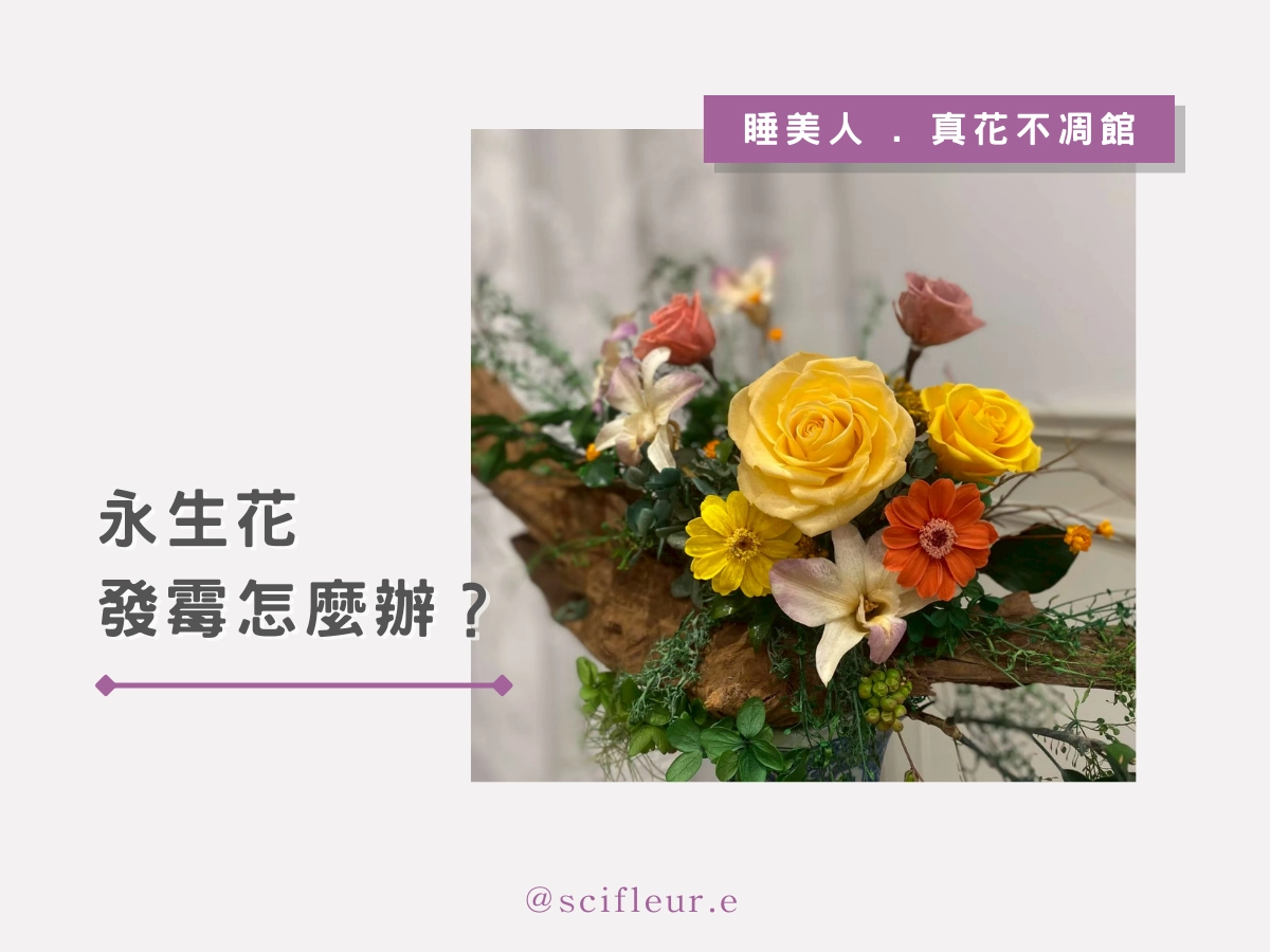 永生花發霉怎麼辦?