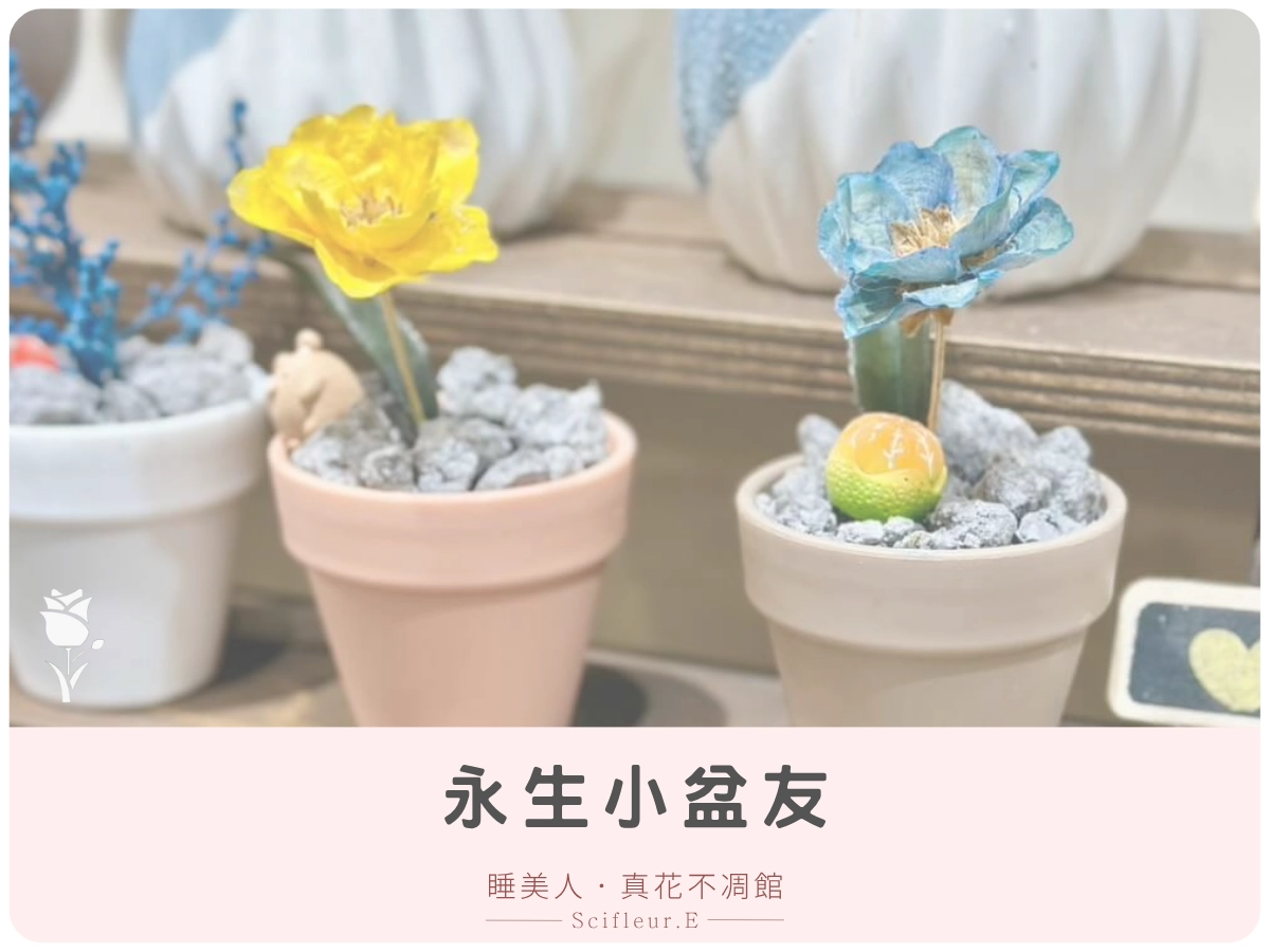 永生小盆友 NT$350 ~ NT$500
